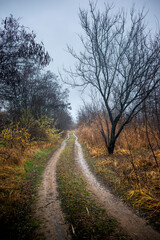 Beautiful road in the field and forest,autumn landscape in woodlands.Mystery and rainy weather with blue and grey sky, forest nature after the rain, road to the forest , water on the road.Wild nature 
