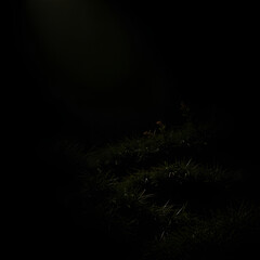 A high-contrast nature scene with low-key lighting and smooth gradient transitions, creating a dramatic effect with deep shadows.jpg