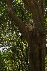Fototapeta premium A photo of a Tree Squirrel.