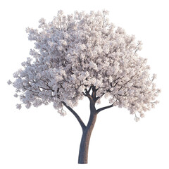 Obraz premium Stunning Cherry Blossom with White Background for Spring Designs Transparent Background