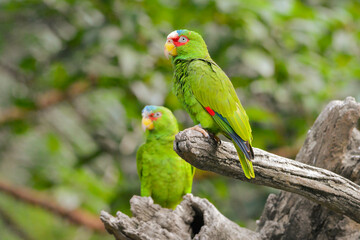 A close-up photo of a White-Fronted Amazon bird.