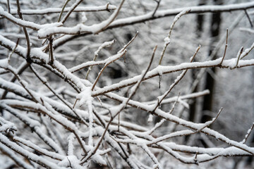Snow-Covered Branches in a Serene Winter Forest - Close-Up of Frosty Patterns and Natural Beauty