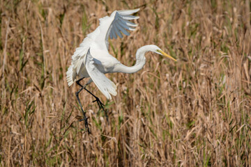 A close-up photo of a White Egret bird in flight.