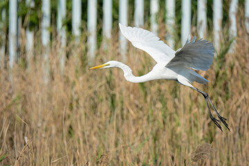 A close-up photo of a White Egret bird in flight.