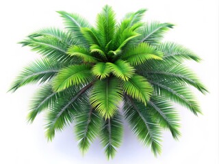 3D Render Green Palm Tree Bird's Eye View, High-Resolution, Tropical Plant, White Background, Isolated, Realistic Palm, Detailed, Lush Foliage
