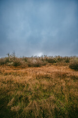 Obraz premium Mystery and beautiful forest after the rain, misty and foggy weather in the woodlands,trees and the road to deep and dark woods , big trees , field near the big and beutiful trees, rainy mood ,travel