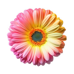 Vibrant Colorful Gerbera Daisy Isolated on White Background for Floral Designs Transparent Background