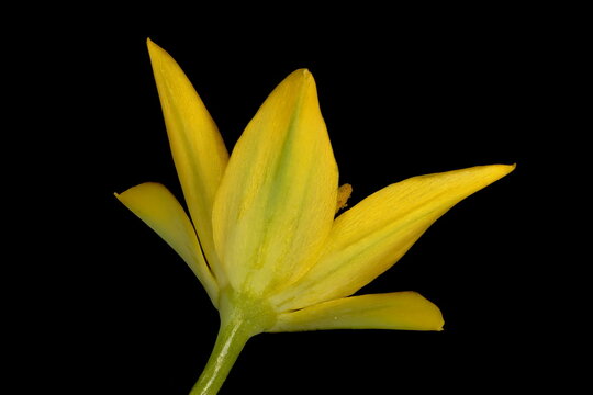 Yellow Garlic (Allium moly). Flower Closeup