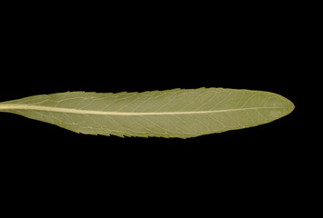 Horseradish (Armoracia rusticana). Cauline Leaf Closeup