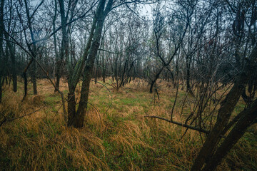 Mystery woodlands at the morning , rain in the forest,grass and leaves on the grond , fallen trees , blue and grey sky , stormy and misty weather 