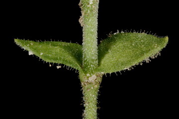 Thyme-Leaf Sandwort (Arenaria serpyllifolia). Opposite Leaves Closeup