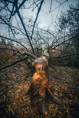 Mystery woodlands at the morning , rain in the forest,grass and leaves on the grond , fallen trees , blue and grey sky , stormy and misty weather 
