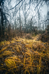 Fototapeta premium Mystery woodlands at the morning , rain in the forest,grass and leaves on the grond , fallen trees , blue and grey sky , stormy and misty weather 