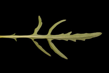 Perennial Wall-Rocket (Diplotaxis tenuifolia). Leaf Closeup