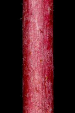 Raspberry (Rubus idaeus). Wintering Twig Detail Closeup