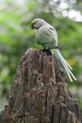 The Alexandrine Parakeet also known as Alexandrine Parrot is a medium-sized parrot. It is native to South and Southeast Asia and is also commonly seen at parks and zoos.