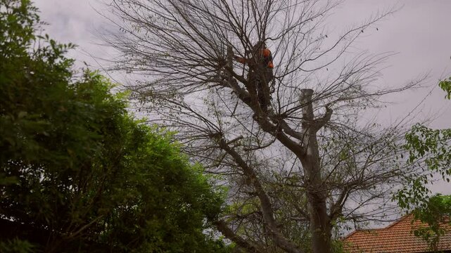 Chainsaw wielding worker up a large tree lops off a branch to thin tree, hurling offset to ground. Sound
