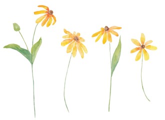 Yellow black-eyed Susan Daisy on a watercolor decoration on a white background