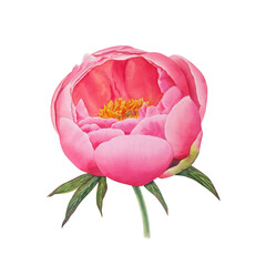 Watercolor realistic botanical illustration of pink peony flower. Gentle garden flower with elegant petals. For luxury flowers designs and prints