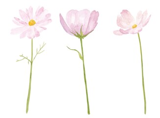 Watercolor illustration of a pink cosmos on a white background © Катерина Гужвий