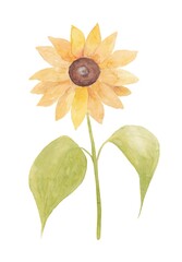 Watercolor illustration of a sunflower on a white background
