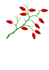 red rose isolated on white