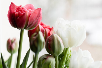 Tulip flowers close-up photo with selective focus