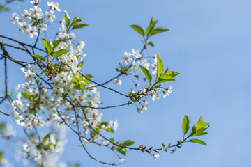 Cherry blossom, white flowers and small green leaves