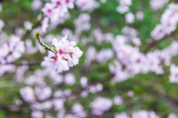 Peach flowers, natural outdoor macro photo