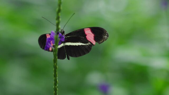 Red postman butterfly collecting nectar from purple wildflower against blurred green background