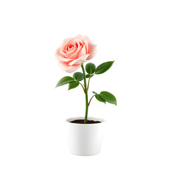 Fototapeta premium red rose in a pot