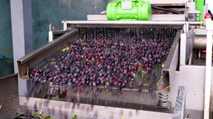 Harvested olives loaded to press hopper in olive oil mill. Cleaned and sorted olives before the press processing for olive oil production.