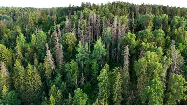Coniferous Trees Died Due To Infestation By European Spruce Bark Beetle Over Latvian Forests. Aerial Shot