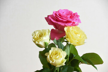 ピンクと黄色のばら