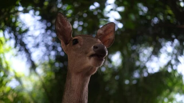 Close up portrait of Sambar deer chewing leaves and chomping with open mouth. Funny and cute face of brown furred deer in zoo where deer roam freely around the area.
