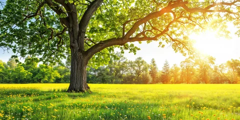  Serene landscape with a majestic tree bathed in golden sunlight during a summer evening © Artem