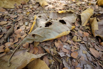 Dry leaves falling on the ground. brown teak leaves texture, autumn background, and Many dry leaves...