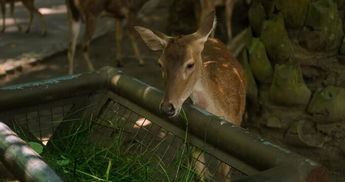 Close up portrait of Sambar deer chewing leaves and chomping with open mouth. Funny and cute face of brown furred deer in zoo where deer roam freely around the area.
