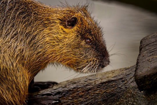 Close-up of a nutria or coypu (Myocastor coypus) in its natural habitat.