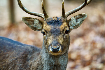 Obraz premium Portrait of a brown roe deer (Capreolus capreolus) with horns. Blurred background with dry leaves on the ground, autumn day in a wildlife park