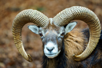 Portrait of an European mouflon with mighty horns. It is a feral subspecies of the...