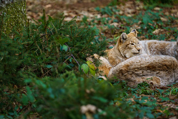 Head of a lynx cub rises from a sleeping group of cubs. Forest landscape