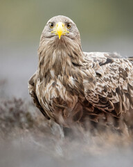 Adult white-tailed eagle portrait in forest scenery