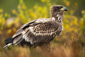 Fototapeta premium Eagle in a bog with autumn colors