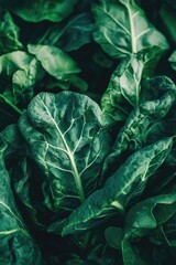 Fototapeta premium Fresh Spinach Produce