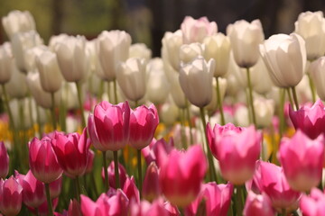 Fototapeta premium tulips, tulips and garden, flora, white, red, orange