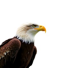 Fototapeta premium magnificent bald eagle perched gracefully with sharp eyes and strong posture, symbol of power, freedom, and resilience, isolated on white 
