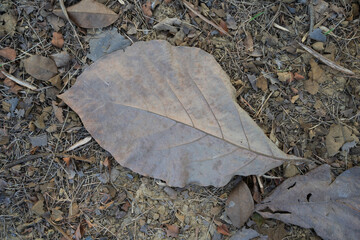 Dry leaves falling on the ground. brown teak leaves texture, autumn background, and Many dry leaves falling on the ground