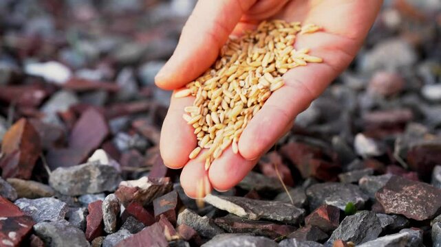 Close-up of a farmer's hand sowing seeds in rocky soil, representing the parable of the sower from the Bible. World hunger crisis. Increase in food prices, shortages of supplies. Harvest problems ads