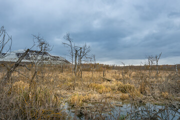 A field of tall grass with a few trees in the background